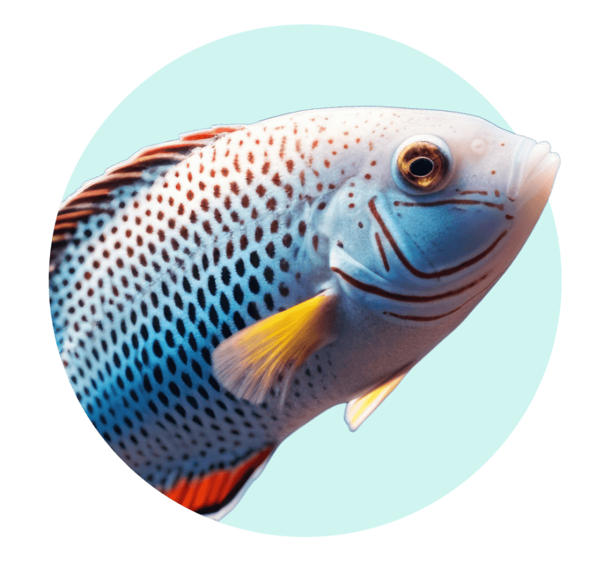 Categoria Peixes