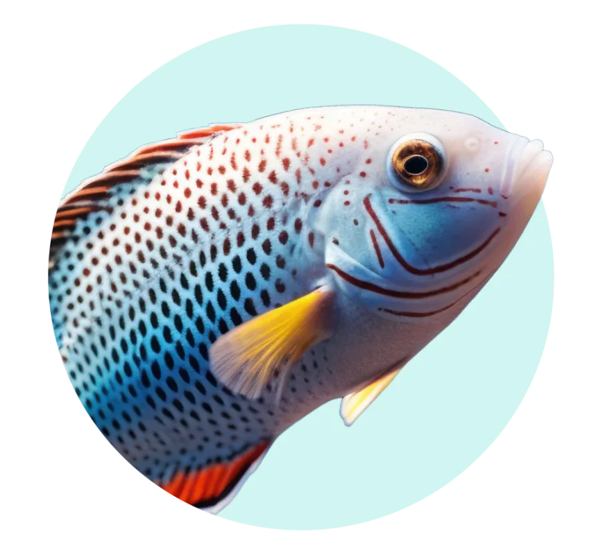 Categoria Peixes