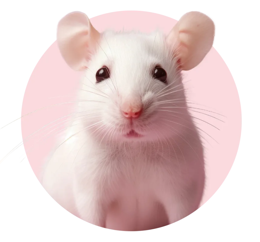 Categoria Outros Pets