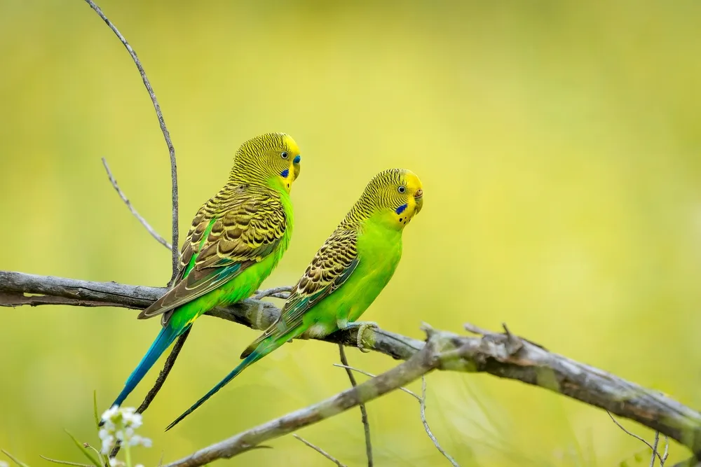 Dois periquitos-australianos verdes pousados em um galho, lado a lado.