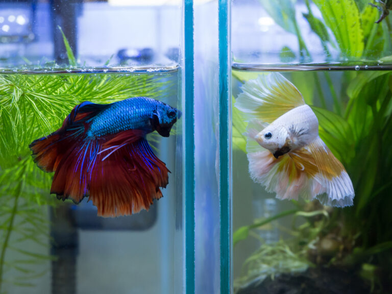 Como Cuidar de Peixe Betta: Guia Completo