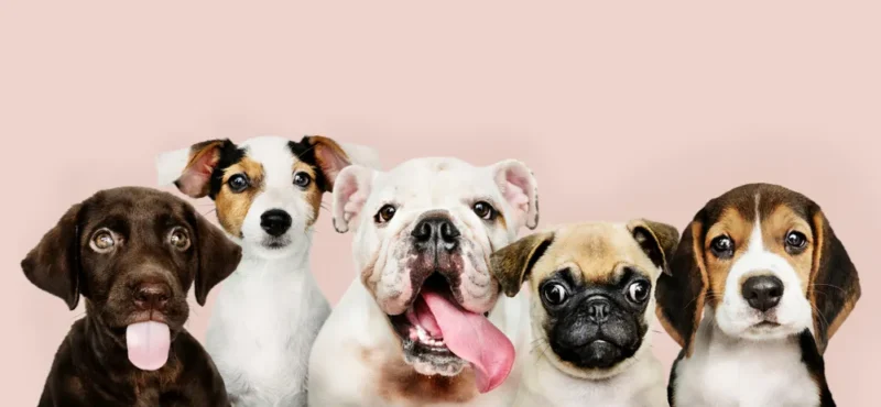 Grupo de cachorros de diferentes raças e tamanhos em fundo rosa, incluindo pug e filhotes.