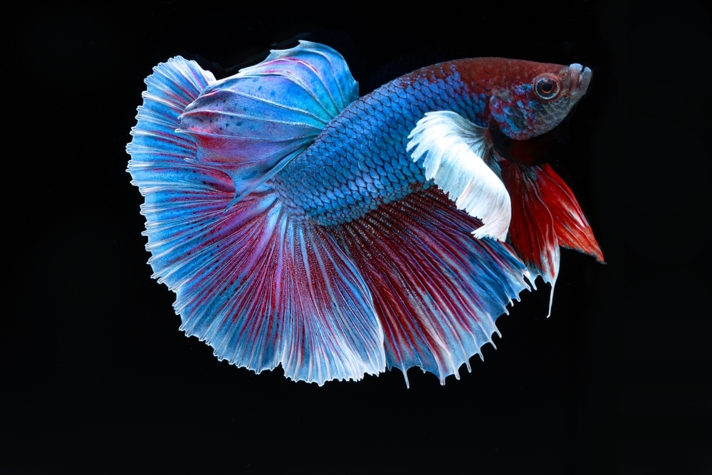 Peixe betta macho azul e vermelho em close, com nadadeiras longas em fundo preto