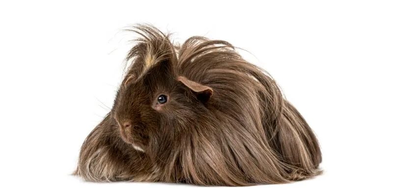 Porquinho-da-índia peruano marrom, de pelo longo, deitado em fundo branco.